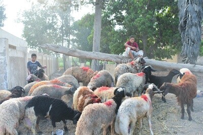 A shepherd displays his sheep for sale at the livestock market in Egypt