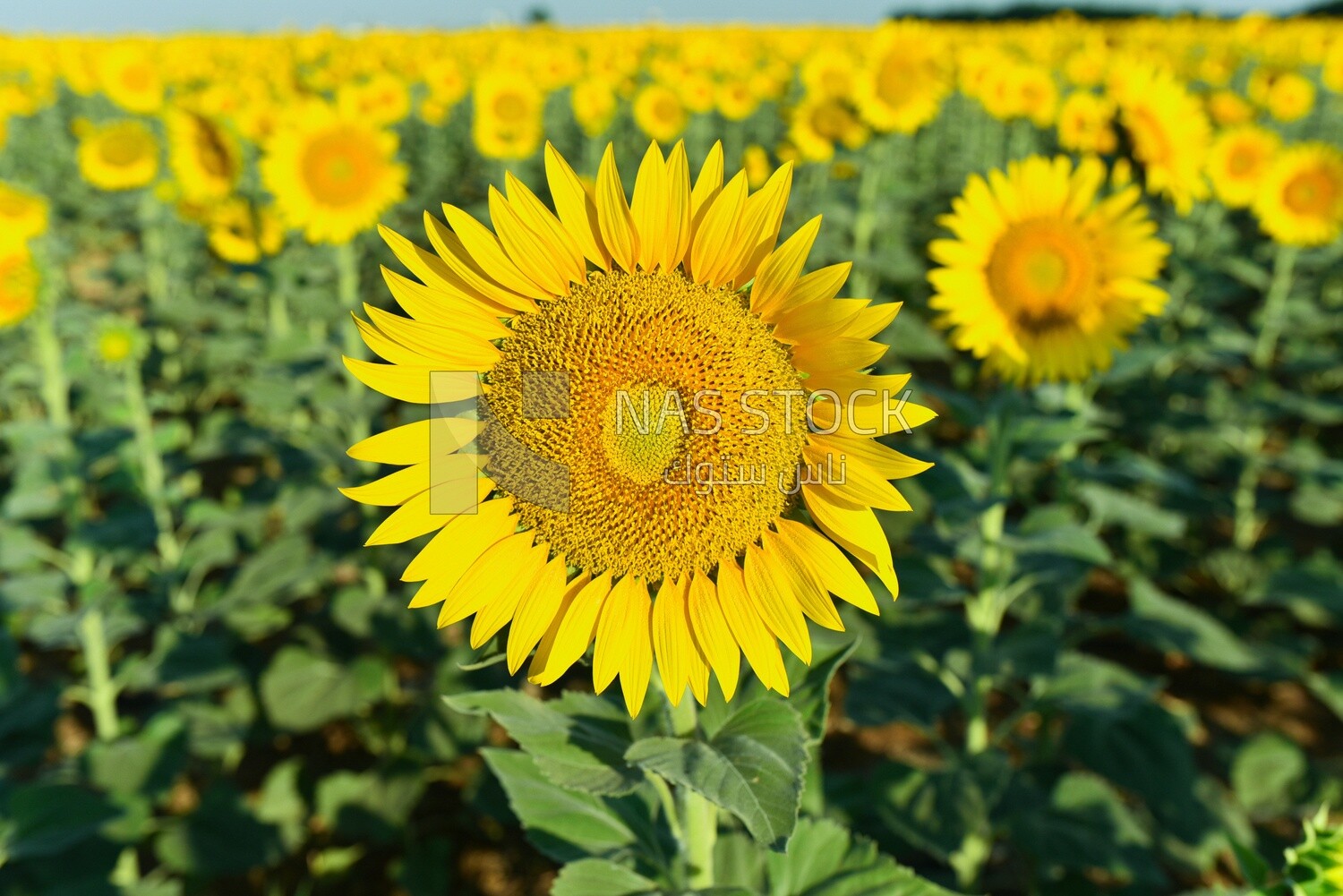 Close-up of a sunflower in bloom