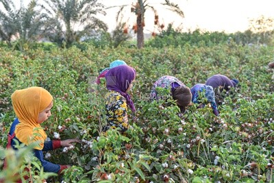 Scene for a group of Egyptian girls working in the field harvesting cotton