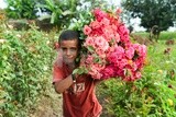 A scene of an Egyptian child picking and collecting roses, carrying a bunch of garden roses