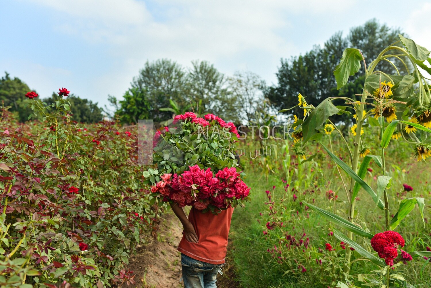 A scene of an Egyptian child picking and collecting roses, carrying a bunch of garden roses
