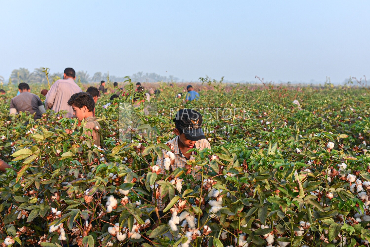 A scene of a group of children helping their families harvest cotton in Egypt