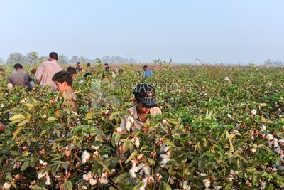 A scene of a group of children helping their families harvest cotton in Egypt
