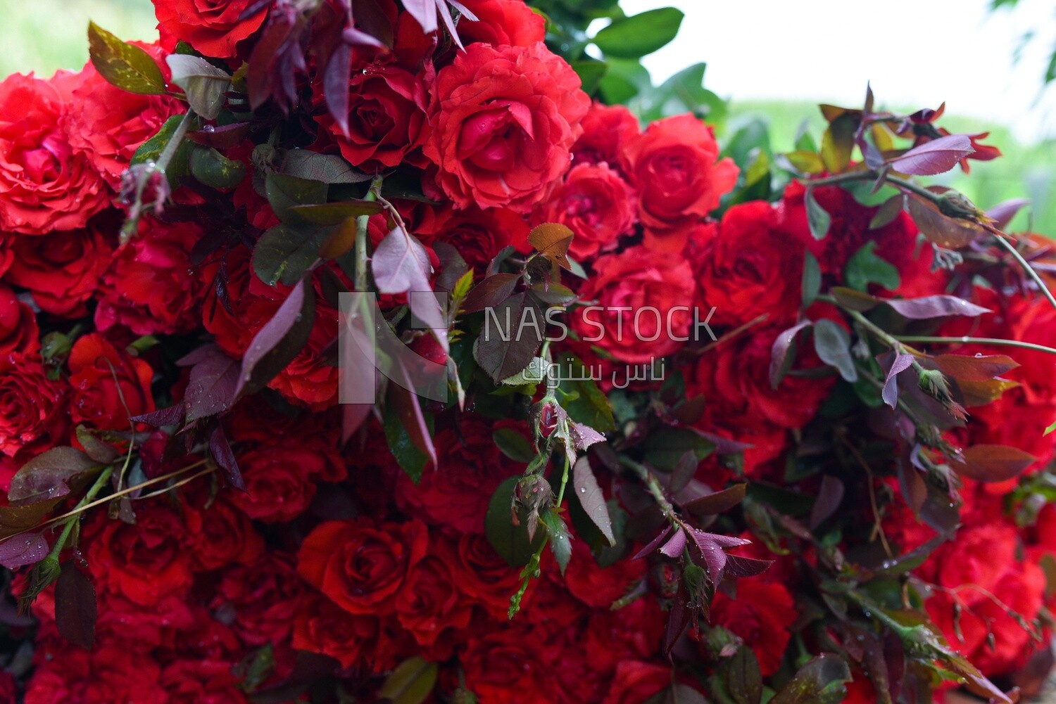 A scene of a large number of red roses