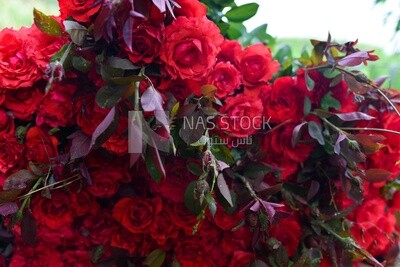 A scene of a large number of red roses