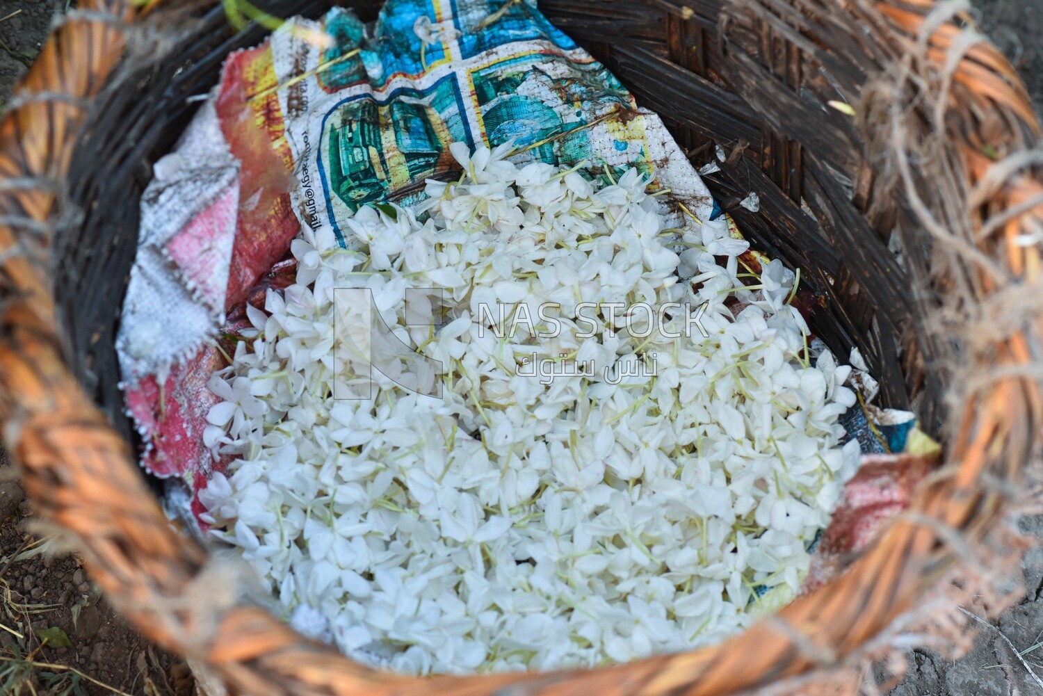 Close-up view of a basket full of jasmine flowers