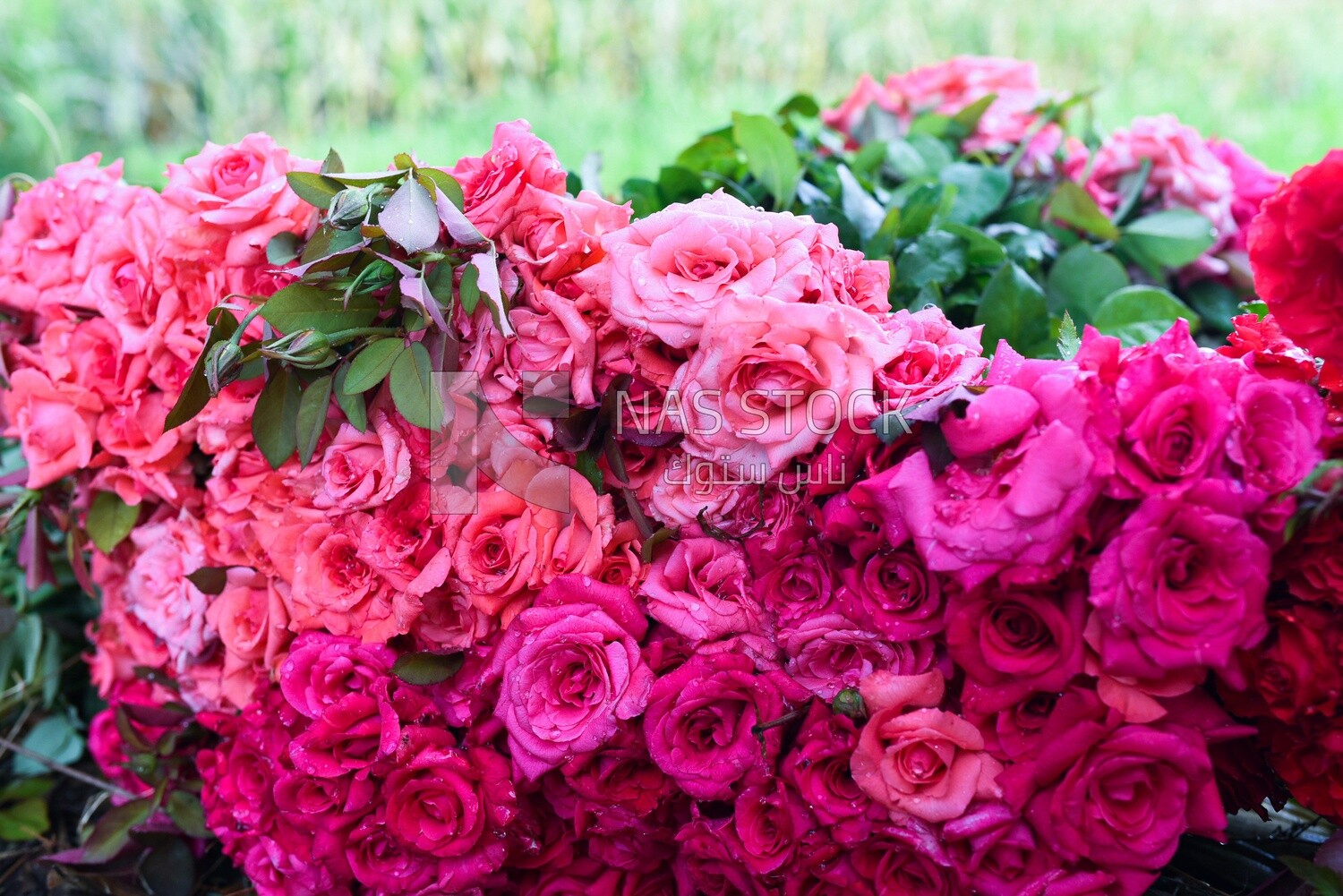 A scene of a large number of pink garden roses