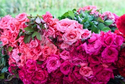 A scene of a large number of pink garden roses