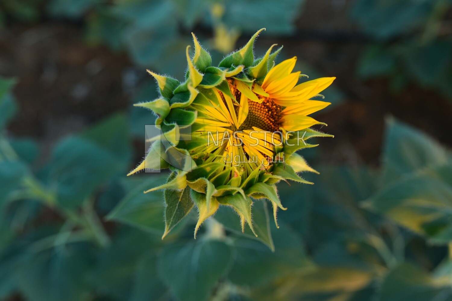 Close-up view of a sunflower before it blooms