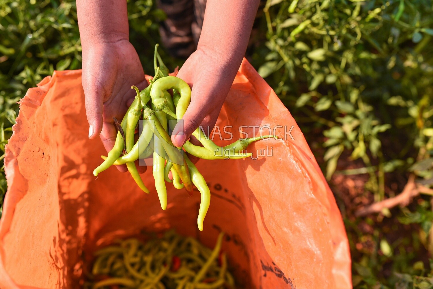 A scene of a farmer holding ripe green peppers