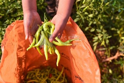 A scene of a farmer holding ripe green peppers