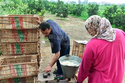 A scene of an Egyptian man weighing the amount of flowers to be distributed and sold