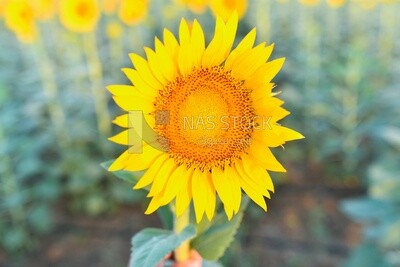 Close-up of a sunflower in bloom