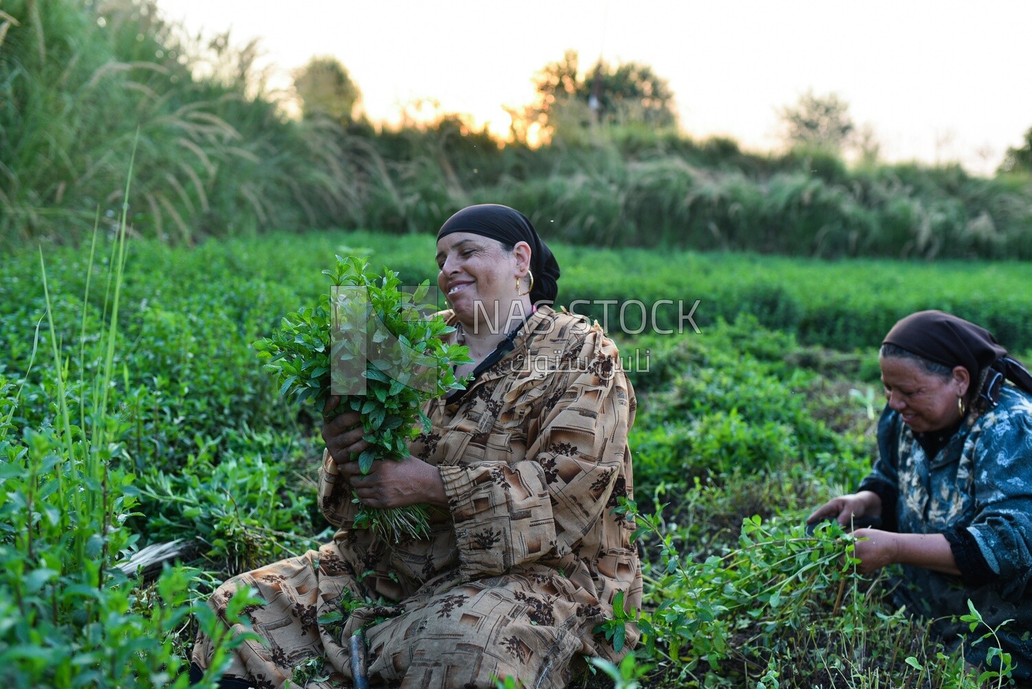 A scene of two women harvesting mint while they are happy in Egypt