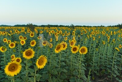 Landscape of a field of blooming sunflowers