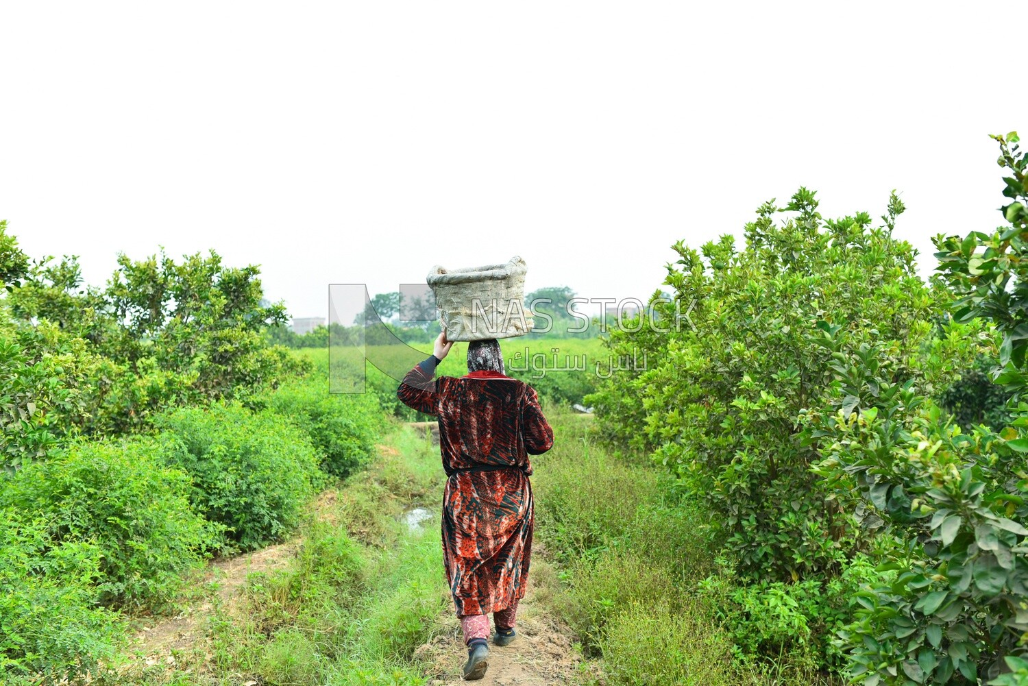 A scene of a woman walking through the fields with a basket on her head