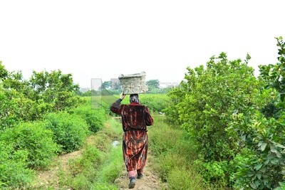 A scene of a woman walking through the fields with a basket on her head