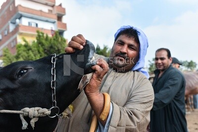 A scene of a butcher holding a cow in the livestock market in one of the governorates of Egypt