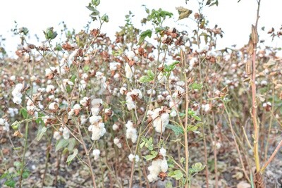 A scene from a cotton field in Egypt ready to be harvested