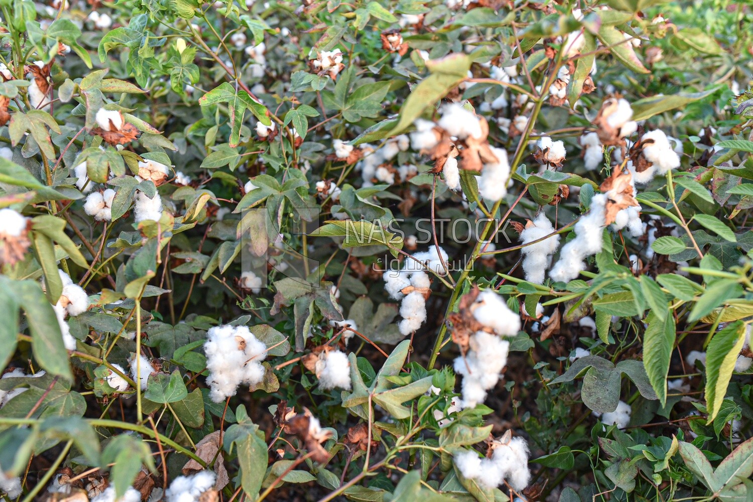 A scene of a cotton field ready to be harvested