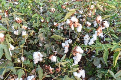 A scene of a cotton field ready to be harvested