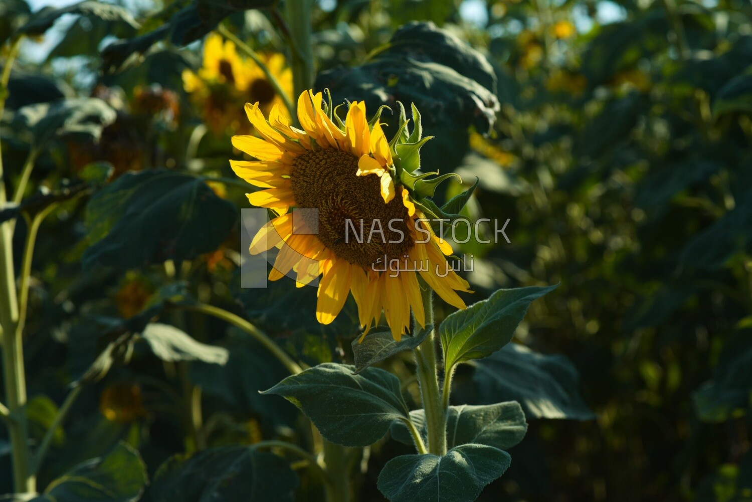 Close-up of a sunflower in bloom