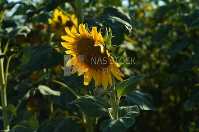 Close-up of a sunflower in bloom
