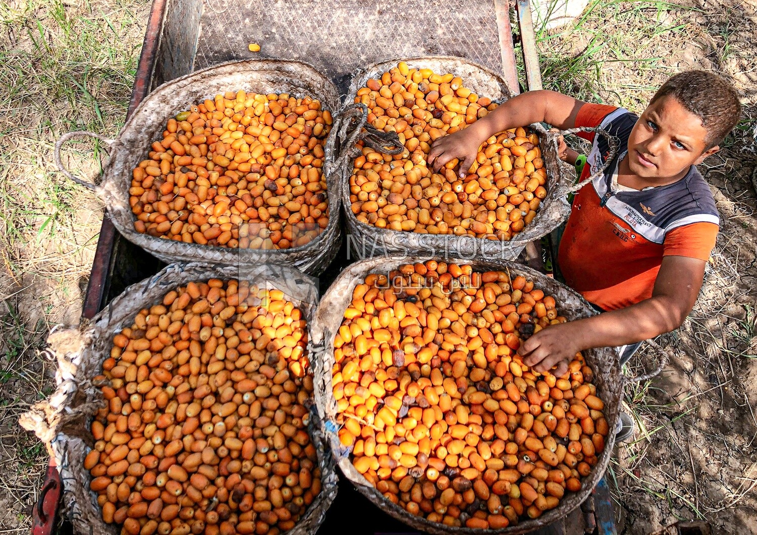 A scene of a rural child helping his father in packing and dividing dates for sale