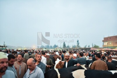 The scene of the livestock market in one of the governorates of Egypt