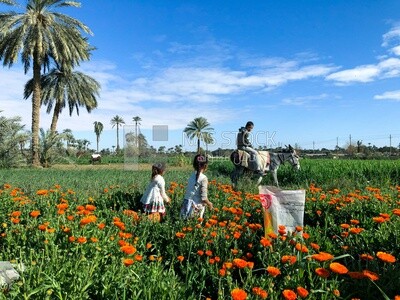 A scene of children picking and collecting flowers from the field