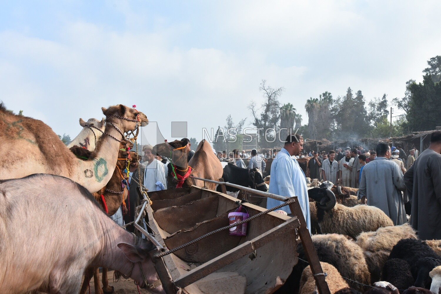 The scene of the livestock market in one of the governorates of Egypt