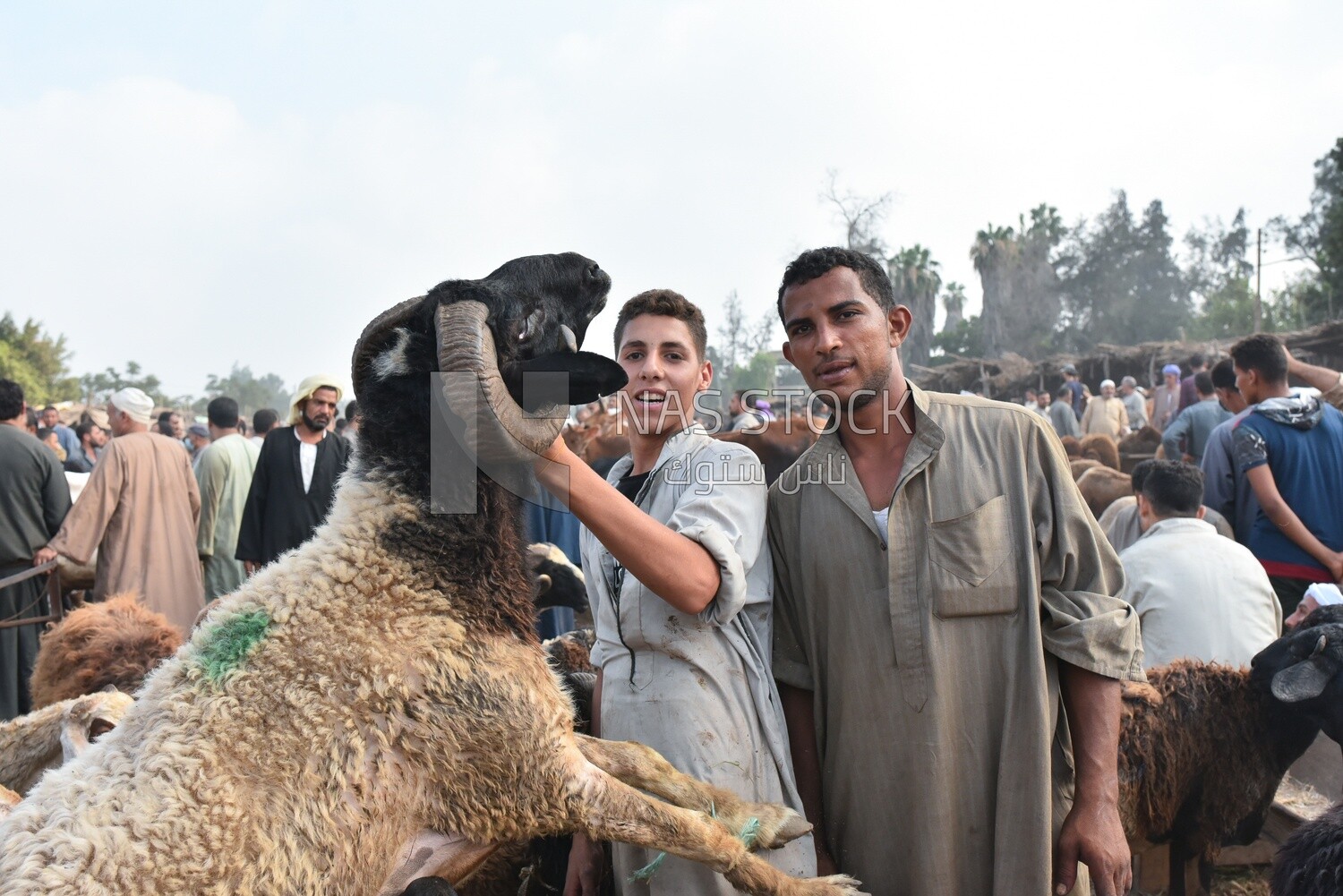 A scene of butchers holding a sheep in the livestock market in one of the governorates of Egypt