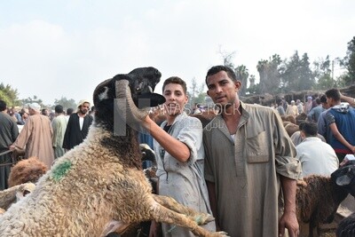 A scene of butchers holding a sheep in the livestock market in one of the governorates of Egypt
