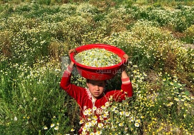 Little Egyptian girl working in the chamomile harvest