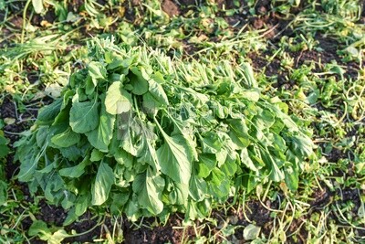 Scene of a bunches of watercress