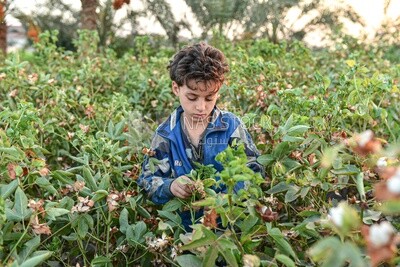 An Egyptian child helps his farmer father harvest cotton