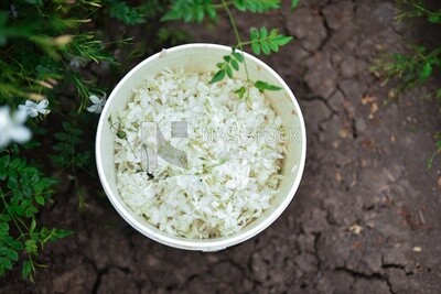 Close-up view of a basket full of jasmine flowers