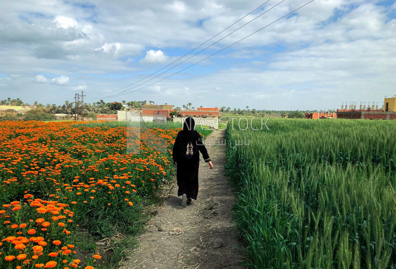 Scene of a woman walking among the fields of flowers