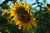 Close-up of a sunflower in bloom