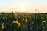 Back view of a field of blooming sunflowers