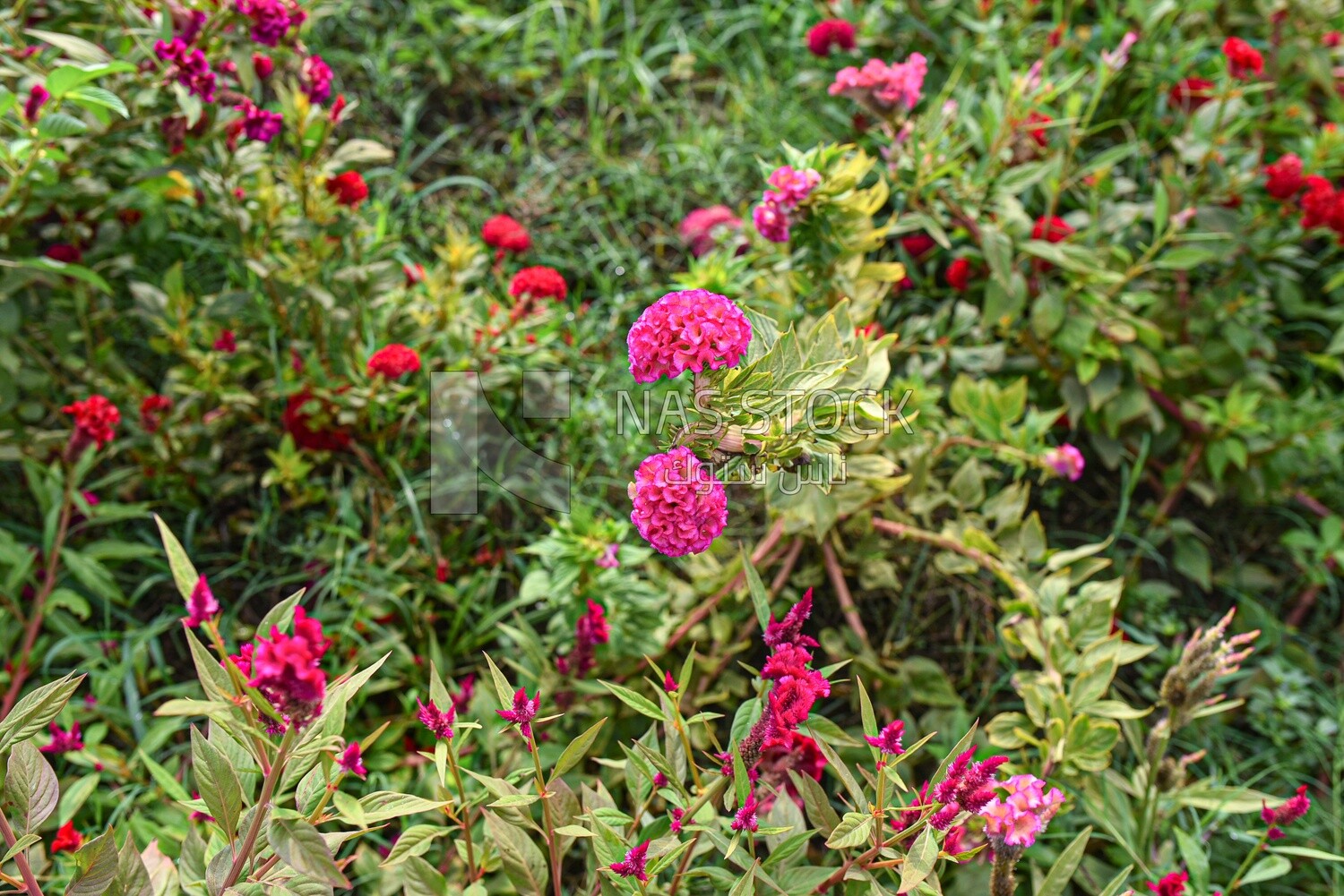 A scene in a field of cocks flowers