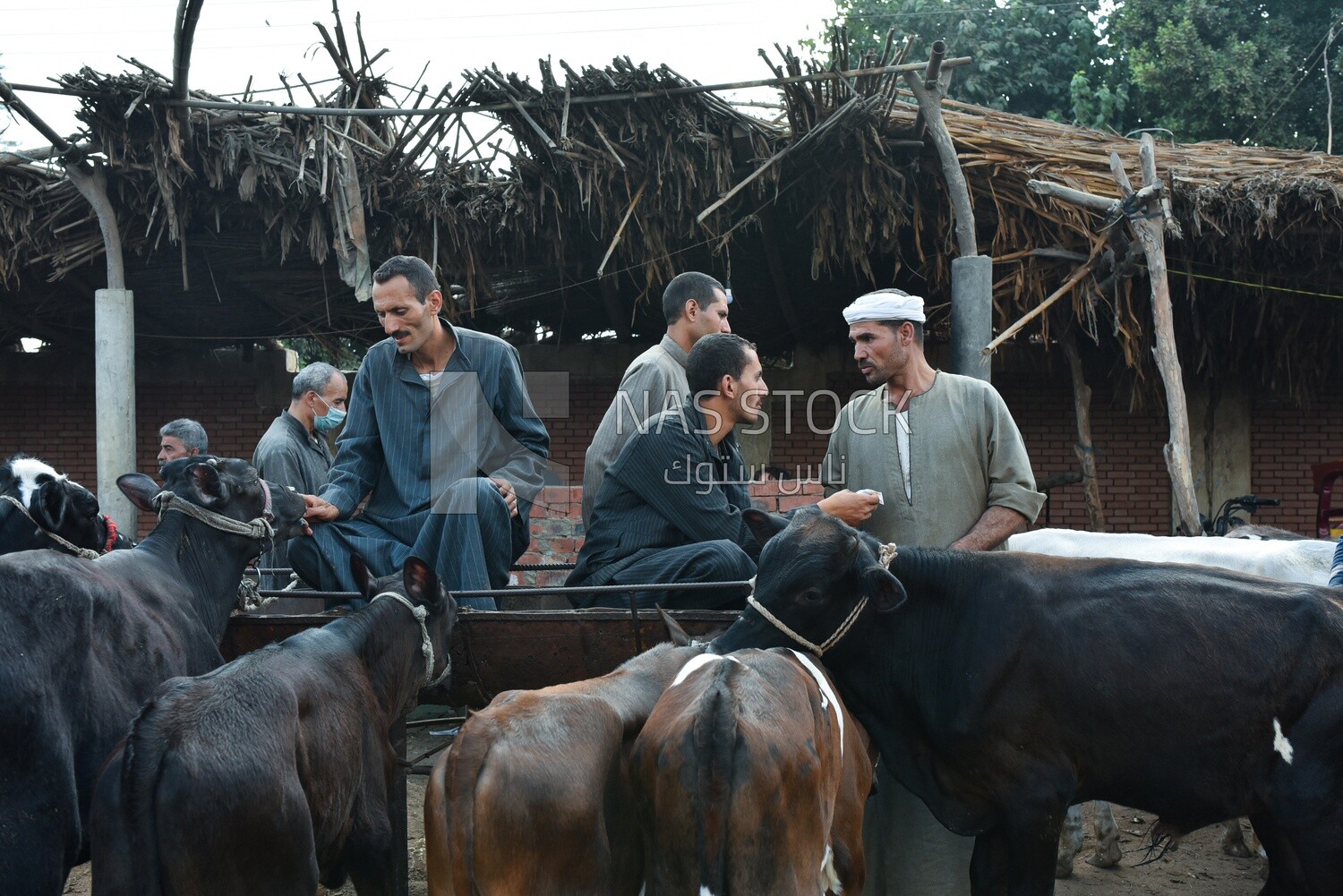 A scene for a group of butchers and livestock in the livestock market in one of the governorates of Egypt