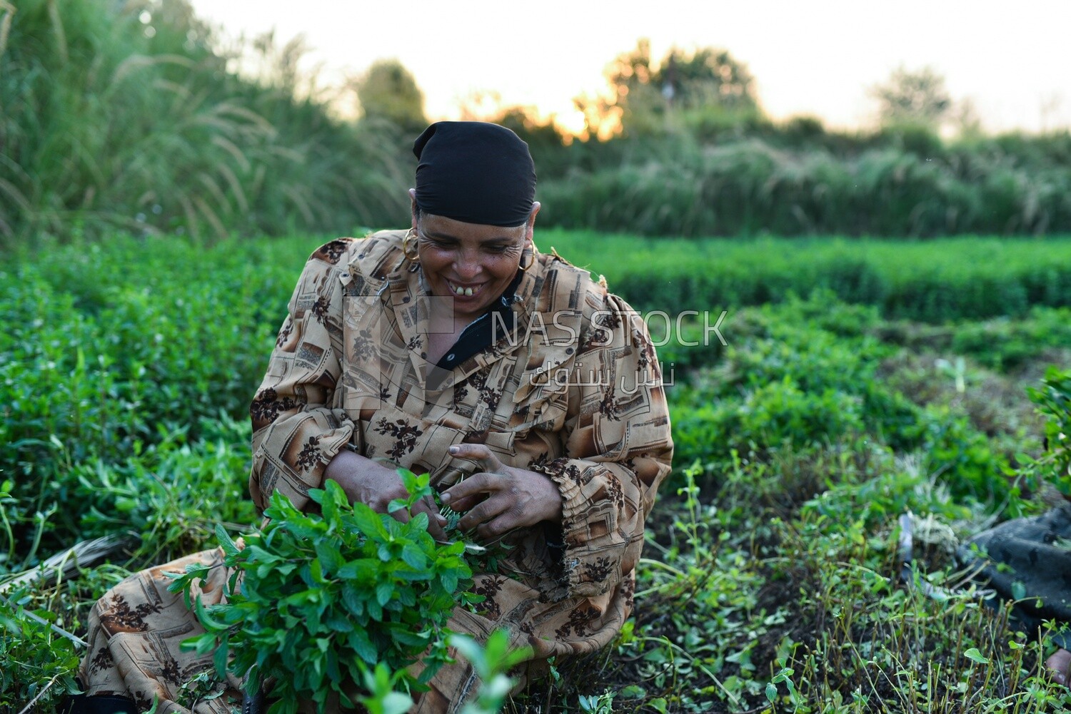 A scene of a happy Egyptian woman collecting mint