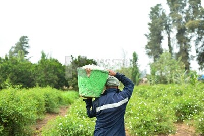 Farmer carries a basket of jasmine flowers