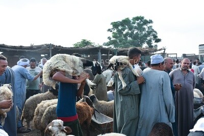 The scene of the livestock market in one of the governorates of Egypt