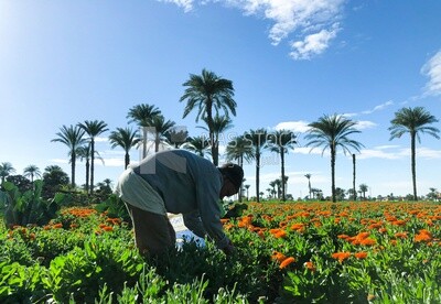 A scene of an Egyptian farmer picking and harvesting flowers