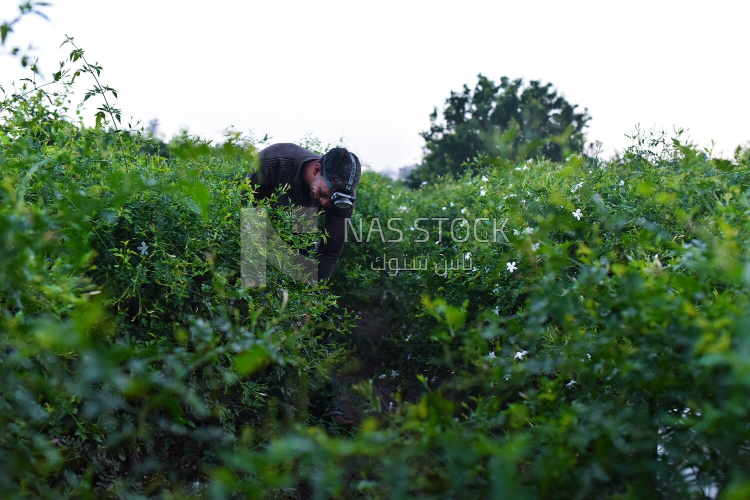An Egyptian farmer working in the field harvesting the crop