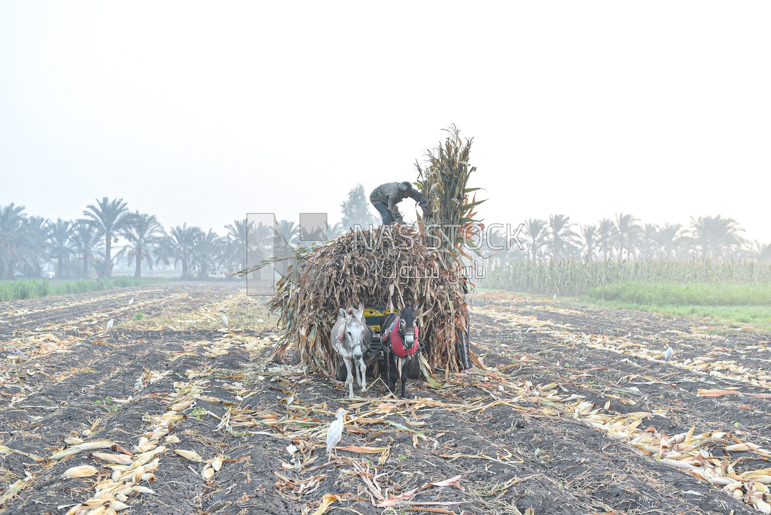 Scene of an Egyptian farmer cleaning the field