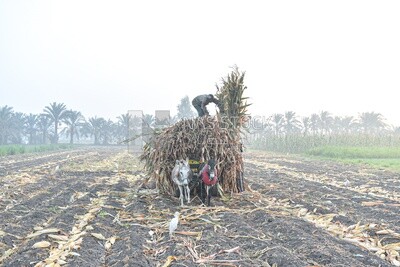 Scene of an Egyptian farmer cleaning the field