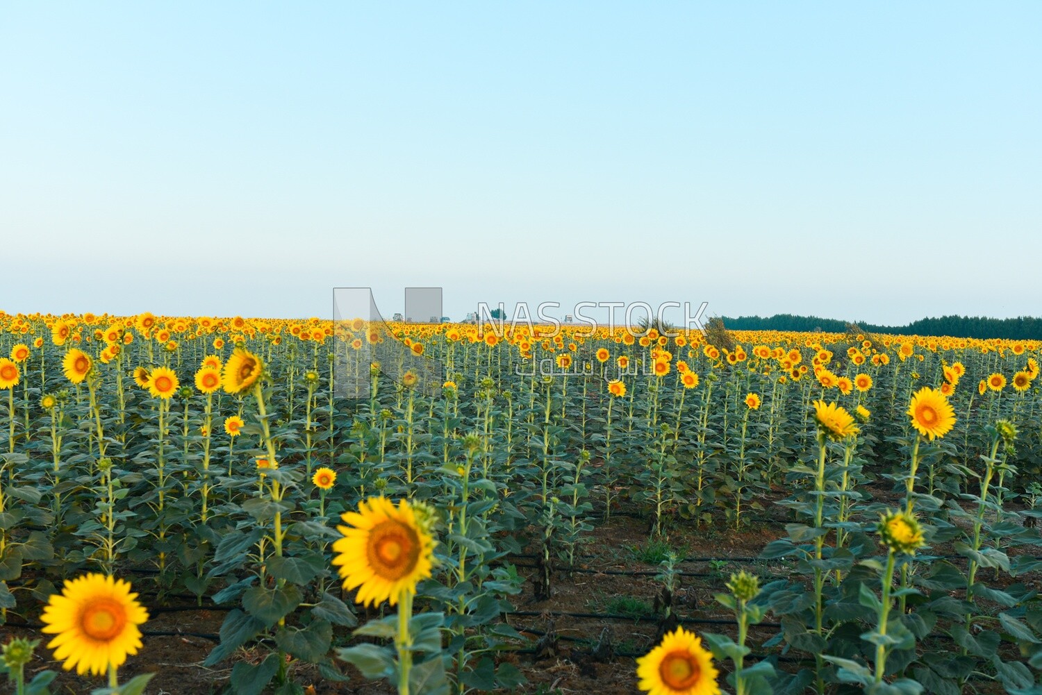 Landscape of a field of blooming sunflowers